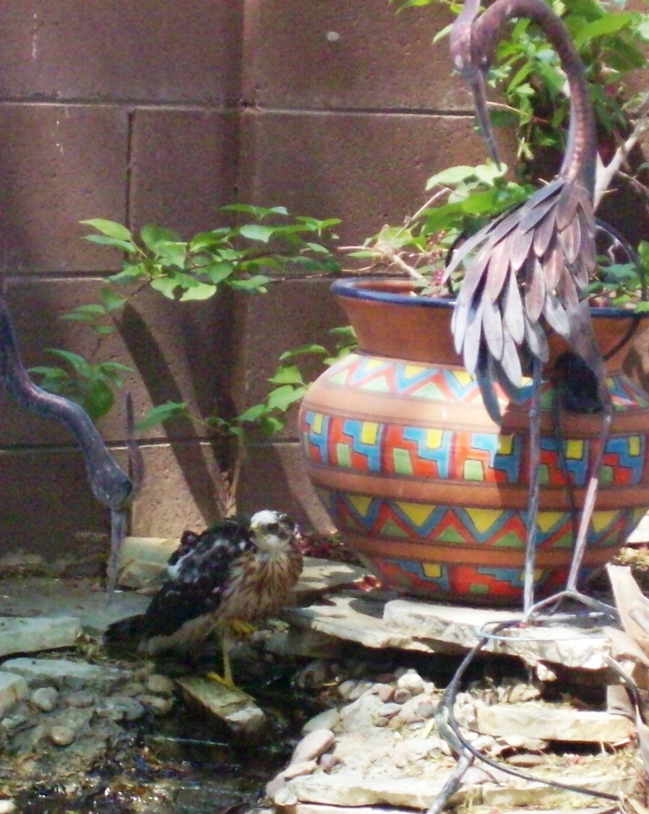 Fledgling hawk